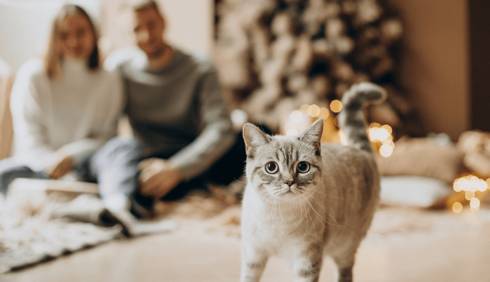 A Guide to Choosing the Right Pet Insurance Plan