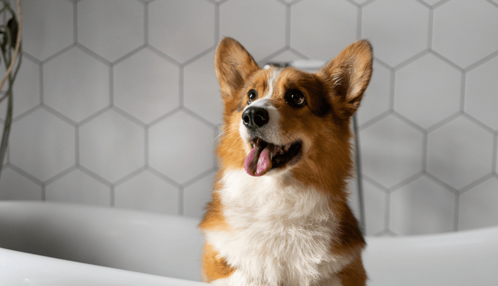A Quick Guide to Keep Your Pet Healthy and Happy
